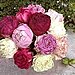 Paintings or Items with Peony flowers on it...