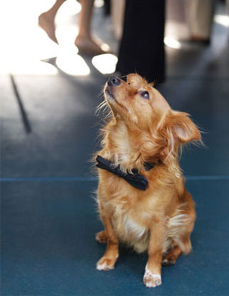 This couple's too-cute dog Peanut looks sharp in his bowtie.
Source: Martha Stewart Weddings
This couple's too-cute dog Peanut looks sharp in his bowtie.
Source: Martha Stewart Weddings