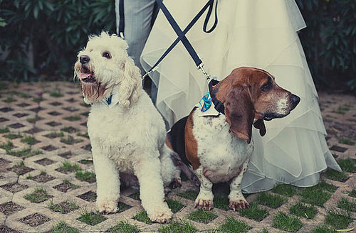 Since this couple met through their dogs, they thought it only fitting to include the pups in the theme design and ceremony!
Photo by EP Love
Since this couple met through their dogs, they thought it only fitting to include the pups in the theme design and ceremony!
Photo by EP Love