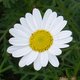 Flower-Power