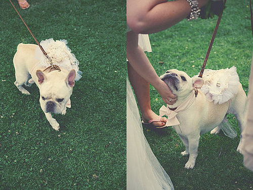 Aww . . . this couple had their dog Oliver serve as ring bearer with a custom-made bowtie and ring pillow.
Photo by Featherlove Photography
Aww . . . this couple had their dog Oliver serve as ring bearer with a custom-made bowtie and ring pillow.
Photo by Featherlove Photography