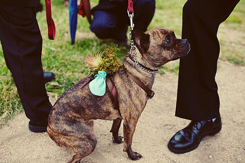 At their Northern California wedding, this couple's pup Batgirl was a sweet ring bearer with a Tillandsia- and moss-decorated harness.
Photo by Featherlove Photography
At their Northern California wedding, this couple's pup Batgirl was a sweet ring bearer with a Tillandsia- and moss-decorated harness.
Photo by Featherlove Photography