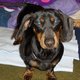 doxielover