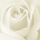 Lollamarshanda's picture