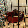 Reasons to Adopt an Adult Pet