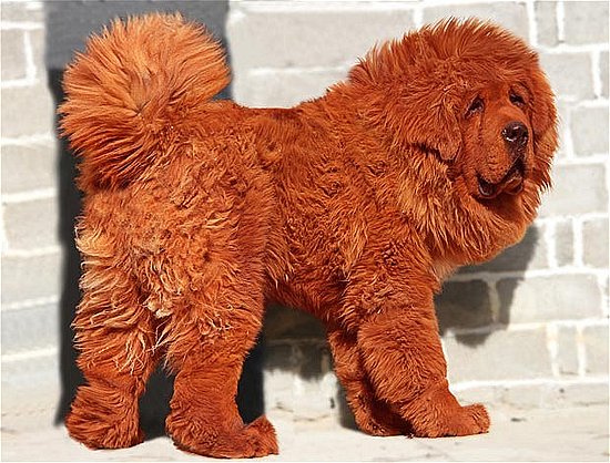 Tibetan Mastiff