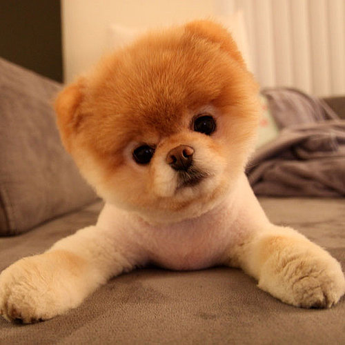Boo Boo