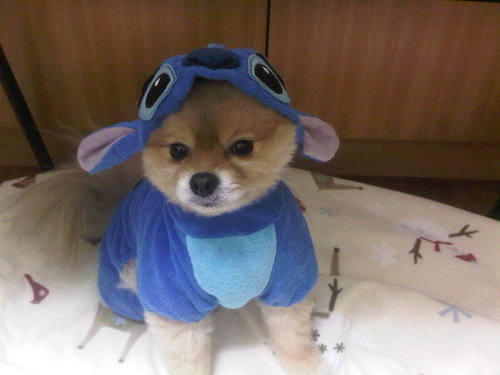It's a Dog...No it's Stitch From Disney...No it's Both!