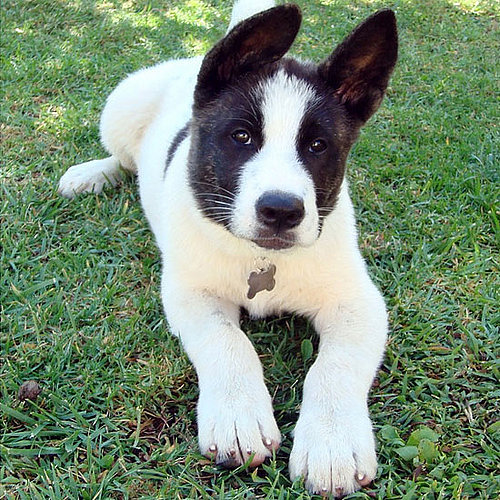 Akita Akita