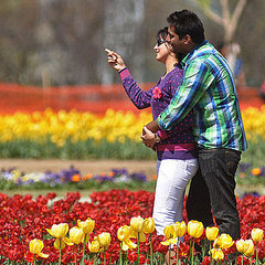 Kashmir Tulip Festival Pictures Kashmir Tulip Festival Pictures
