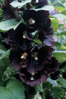 Alcea rosea 'Jet Black' Seeds