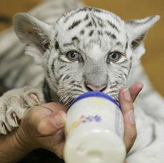 Pictures of Animals Using Bottles