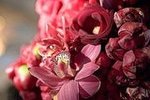 The Flowers