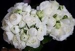 The Flowers