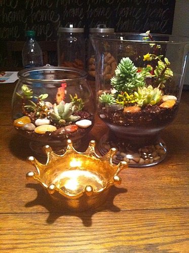 Twin Terrariums