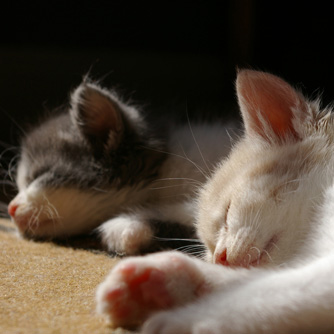 How to Choose a Shelter Cat
