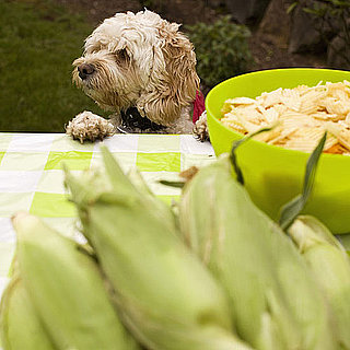 Safe Table Food For Dogs