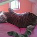 cutest cat