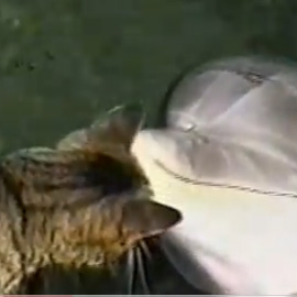 Cat and Dolphin Play