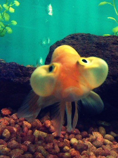 Fishiee(: