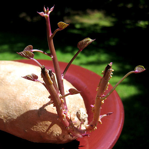Is It Safe to Eat Potatoes That Have Sprouted?