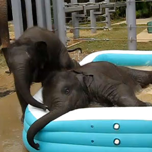Baby Elephants in Pool