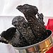 Homemade beef jerky