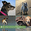 Dogs on the Beach