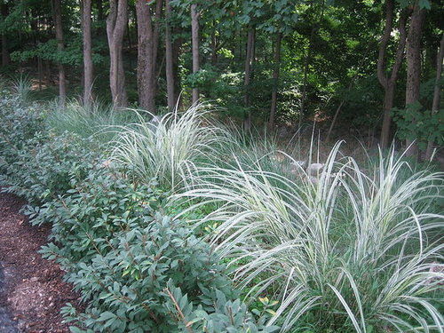 Glorious Grass - Adds drama and dimension to your garden.