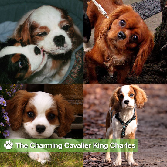 Cavalier King Charles Spaniel Pictures