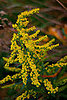 Ragweed Causes Fall Allergies