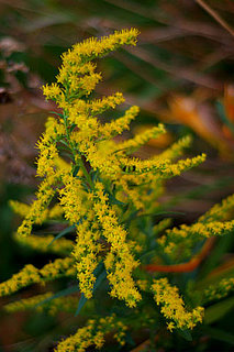 Ragweed Causes Fall Allergies