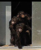 Real Life Story Behind Rise of the Planet of the Apes (Breaking news!) 