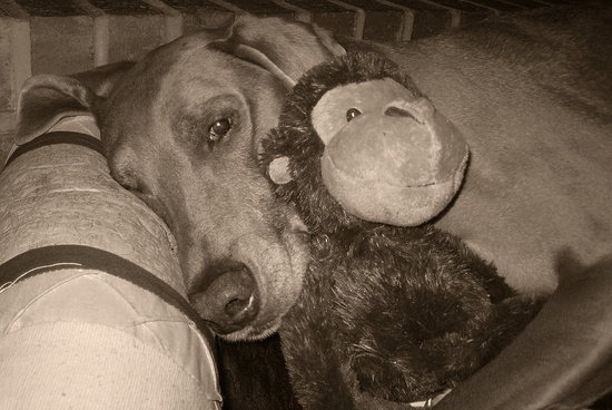 Tommy Dog