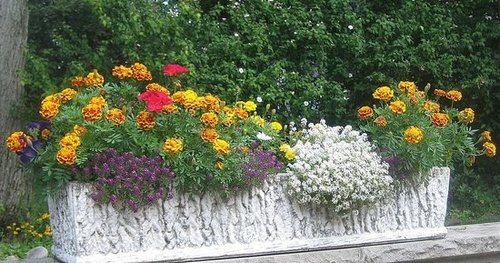 Why I like Marigolds