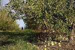 Indian Ladder Farms