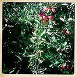 Apple Picking Around Chicago