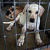 List of Myths About Adopting a Shelter Dog | Pet Adoption