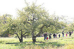 The Orchards of Concklin