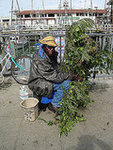 Bushman