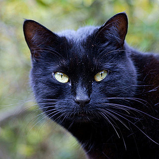 Halloween Black Cat Pictures