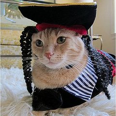 Cat Dressed Up as Pirate Picture