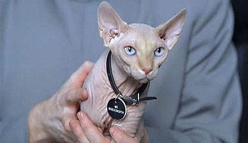 Mr. Bigglesworth Mr. Bigglesworth