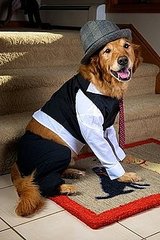 Morgan Stanley, the dog, representing the 1%
