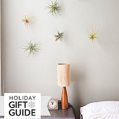 Cool Modern Gift Plants Cool Modern Gift Plants