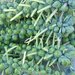 The Fall Food: Brussels Sprouts