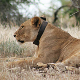 Lions Send Text Messages