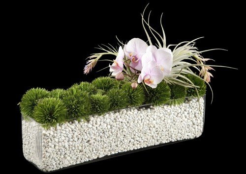 Ovando Orchid Arrangement Ovando Orchid Arrangement
