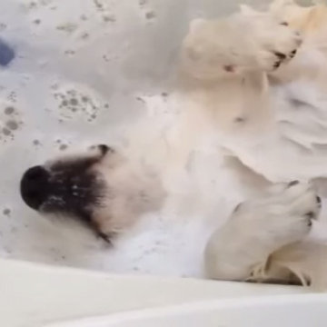 Video of Dog Enjoying a Massage in the Bath