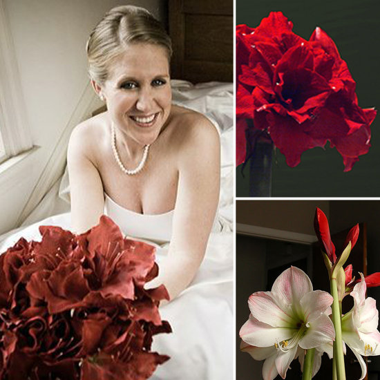 amaryllis would make a bold statement bouquet for a Christmas wedding